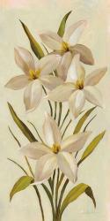 Elegant White Florals II | Obraz na stenu