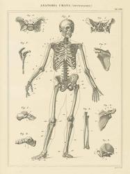 Skeleton Chart | Obraz na stenu
