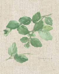 Oregano on Burlap | Obraz na stenu