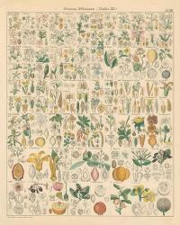 Flora Chart I | Obraz na stenu