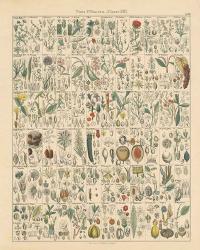 Flora Chart II | Obraz na stenu