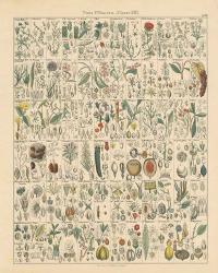 Flora Chart II | Obraz na stenu