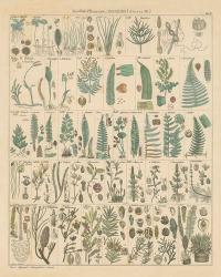 Fern Chart | Obraz na stenu