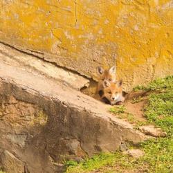 Fox Cubs II | Obraz na stenu