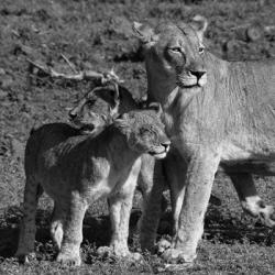 Lioness and Cubs | Obraz na stenu