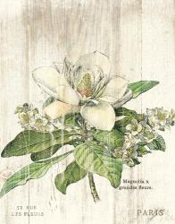 Magnolia de Printemps v2 | Obraz na stenu
