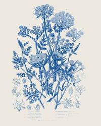 Flowering Plants IV Mid Blue | Obraz na stenu