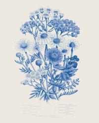 Flowering Plants V Mid Blue | Obraz na stenu