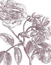Belle Fleur I Plum Crop | Obraz na stenu