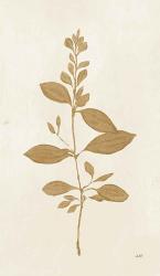 Botanical Study VIII Gold | Obraz na stenu