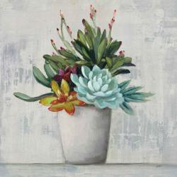 Succulent Still Life I | Obraz na stenu