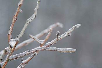 Glistening Branches II | Obraz na stenu