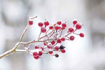 Winter Berries I | Obraz na stenu