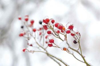 Winter Berries II | Obraz na stenu