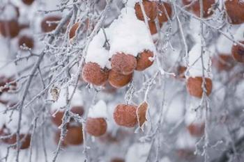 Orchard in Winter | Obraz na stenu