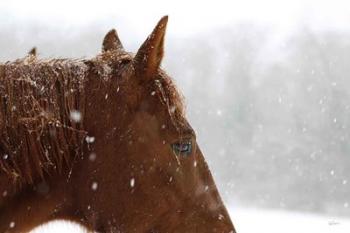 Snowy Caleb | Obraz na stenu