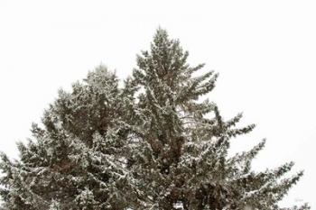 Snow on Treetops | Obraz na stenu