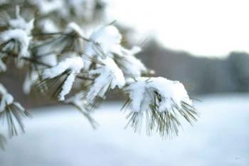 Frosted White Pine | Obraz na stenu