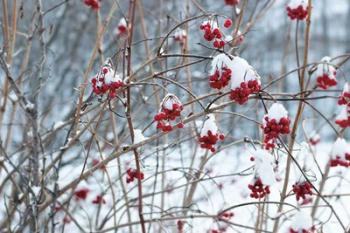 Berries in Winter | Obraz na stenu