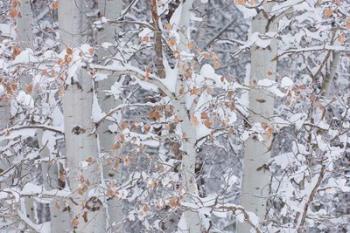Winter Aspens Closeup | Obraz na stenu