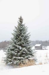 Perfect Pine Tree | Obraz na stenu