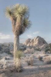 Joshua Tree National Park I | Obraz na stenu