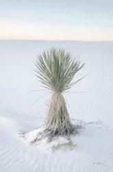 Yucca in White Sands National Monument | Obraz na stenu