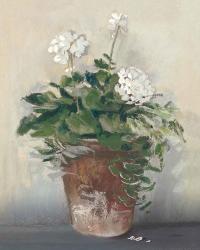Pot of White Geraniums | Obraz na stenu