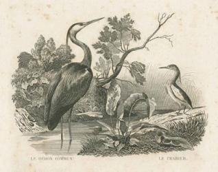 French Birds I | Obraz na stenu
