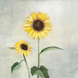 Sunny Blooms I | Obraz na stenu