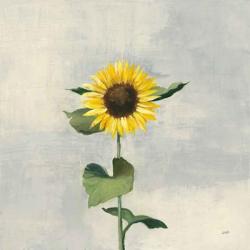 Sunny Blooms II | Obraz na stenu
