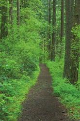 Hiking Trail in Columbia River Gorge II | Obraz na stenu