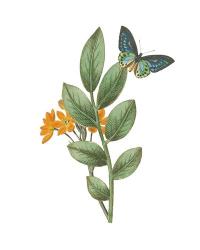 Greenery Butterflies I | Obraz na stenu