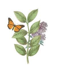 Greenery Butterflies III | Obraz na stenu