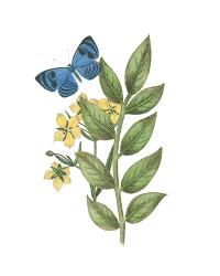 Greenery Butterflies IV | Obraz na stenu