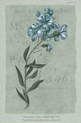 Conversations on Botany VI on White with Blue | Obraz na stenu
