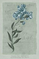 Conversations on Botany VI on White with Blue | Obraz na stenu