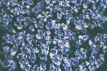 Lilac Closeup | Obraz na stenu