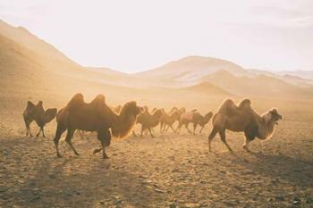 Camels on the Move | Obraz na stenu