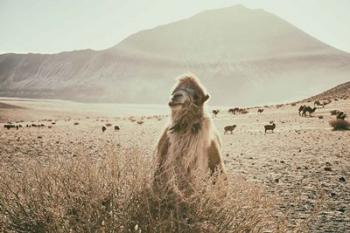 Desert Camel | Obraz na stenu