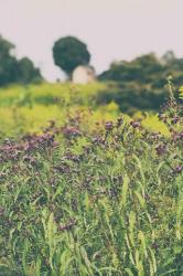 Roadside Flowers | Obraz na stenu