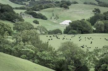 Marin California Ranch | Obraz na stenu