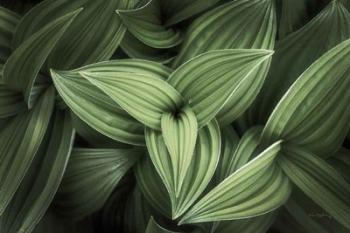 Corn Lily II | Obraz na stenu