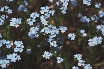 Forget Me Nots I | Obraz na stenu