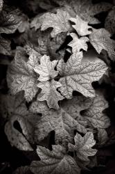 Hydrangea Leaves in Black and White | Obraz na stenu
