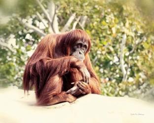 Orangutan | Obraz na stenu