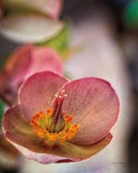 Lenton Rose III | Obraz na stenu