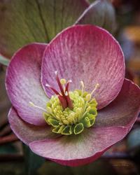 Lenton Rose IV | Obraz na stenu