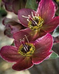 Lenton Rose V | Obraz na stenu