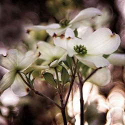 White Dogwood II | Obraz na stenu